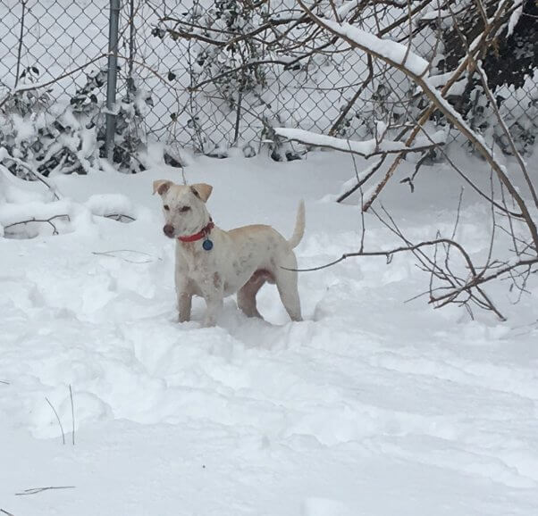 Happy white dog playing in snow