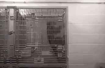 This monkey is rocking back and forth in a cage, showing signs of going insane.