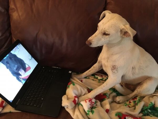 Cute white dog watching video of black dog