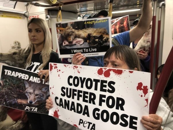 PETA supporters protest Canada Goose during Toronto International Film Festival