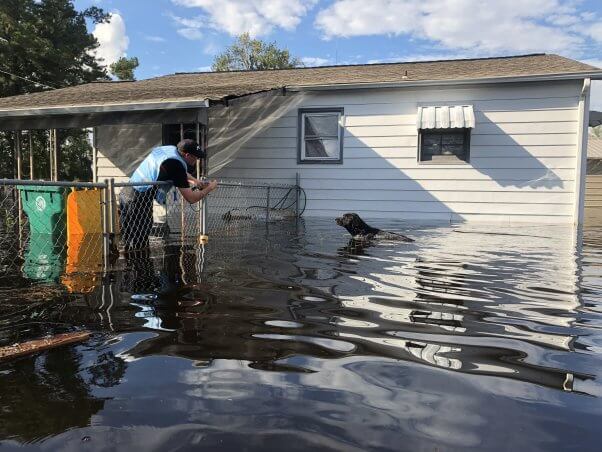 dog rescued from flooded yard