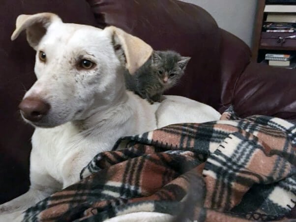 Handsome white dog with tabby kitten on his back