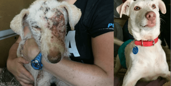 White dog with severe mange in one photo, and happy and healthy in the newer one