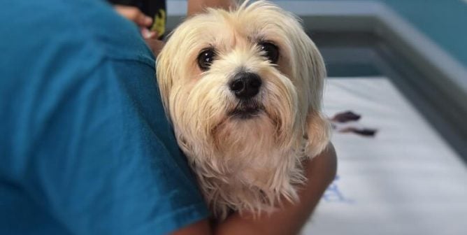 Debate Kit: Should All Companion Animals Be Spayed and Neutered?