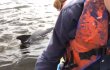 Video: PETA Saves Tangled Dolphin From Drowning in Crab Trap Line