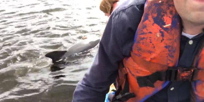 PETA rescue worker untangling dolphin caught in crab trap