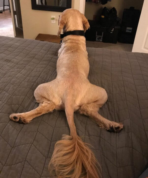 Theodore photographed from behind