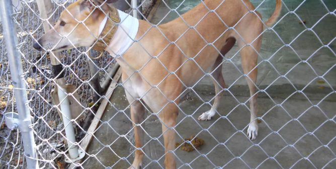 dog with neck bandage at hemopet