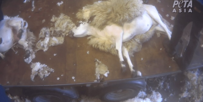PETA Asia sheep shearing investigation in Scotland