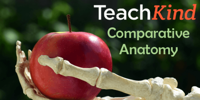 Study Skeletons This Halloween With TeachKind’s Comparative Anatomy Lesson
