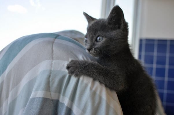 PETA-rescued kitten who