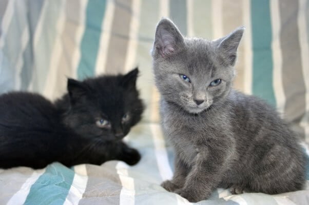 Kittens rescued by PETA and looking for a home