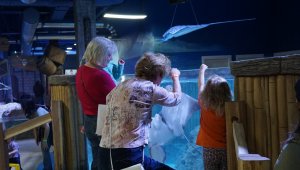 Tell SeaQuest Promoters to Stop Supporting Animal Suffering