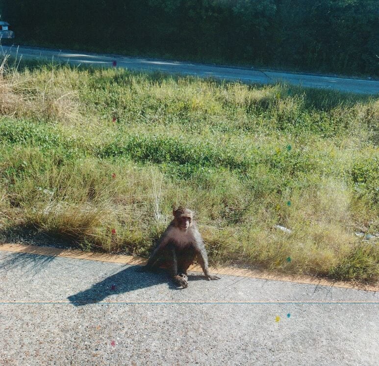 Escaped Monkey from New Iberia Research Center.