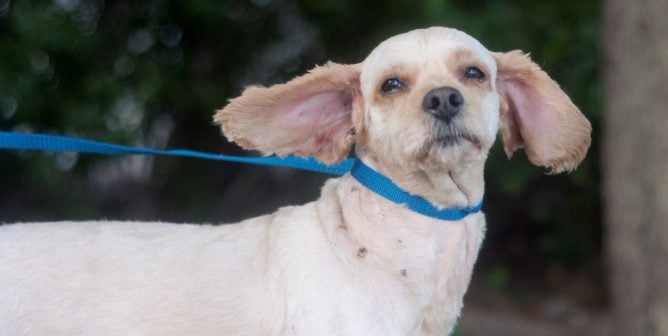 Theodore on a blue leash