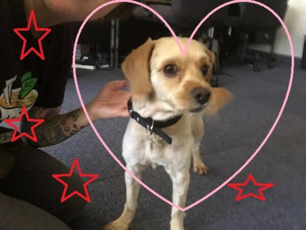 Cute little tan dog with heart drawn around him
