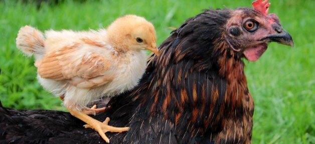 A mother hen with her chick on her back, in green grass