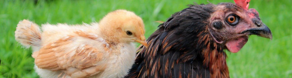 A mother hen with her chick on her back, in green grass