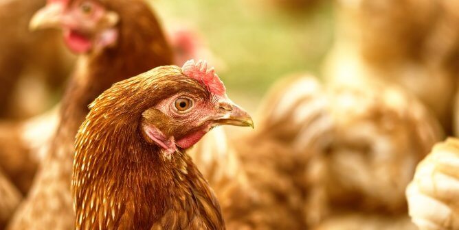 May Is ‘International Respect for Chickens Month’—Spring Into Action to Help Hens!