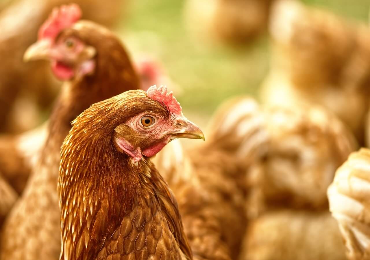 Chickens and green grass