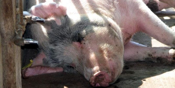 A Pig Suffered and Died at a TAMU Lab—When Will the Abuse End?