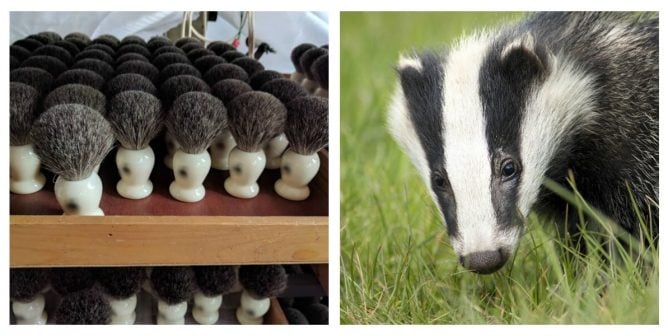 A rack of badger-hair brushes and a badger in the wild