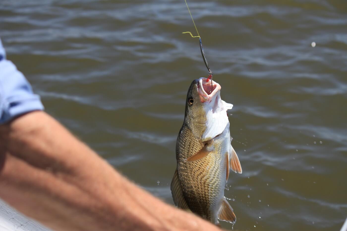 Do Fish Feel Pain When Hooked?