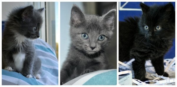 These PETA-rescued kittens are available for adoption