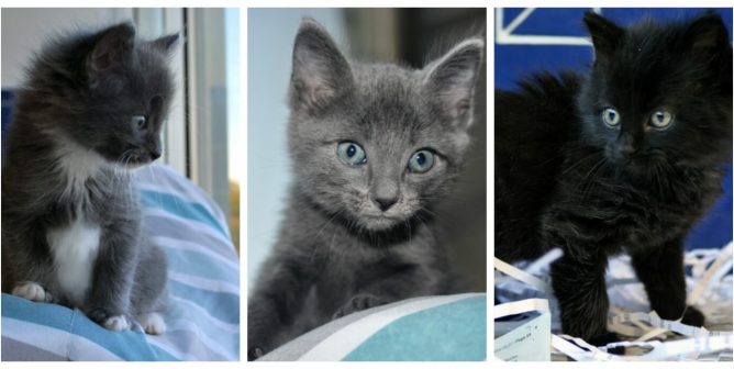 These PETA-rescued kittens are available for adoption