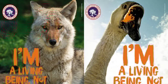 Exposed: A Canada Goose Rep Threatened Ad Agency, Got PETA’s Ads Pulled