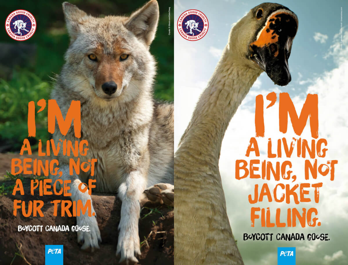 When Will Abused Geese and Coyotes Get Their Day in Court? | PETA