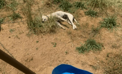 54 Companion Animals Endured Heat-Related Deaths in 2022—That We Know Of