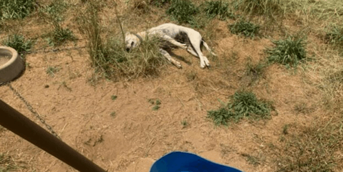 54 Companion Animals Endured Heat-Related Deaths in 2022—That We Know Of