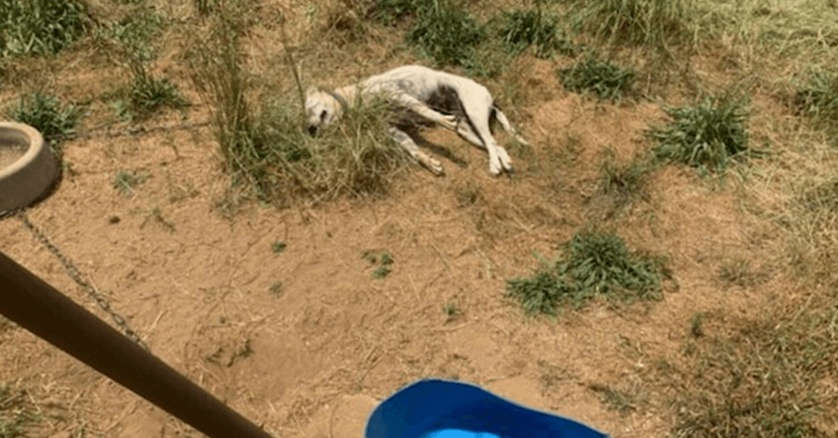 star dog dead 59 Companion Animals Endured Heat-Related Deaths in 2021