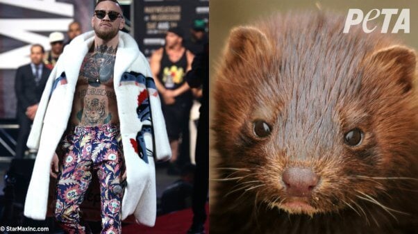 who wore it better? celebs vs. animals