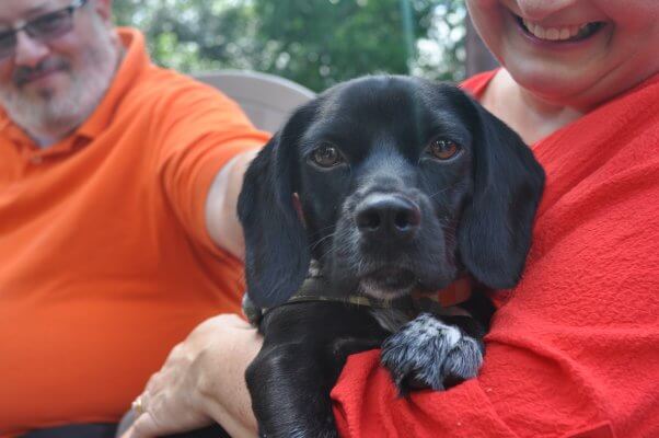 Rescued cocker spaniel mix Buster with new family