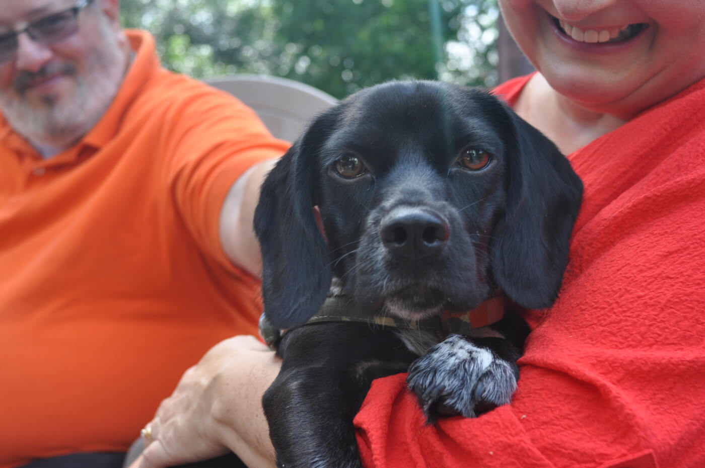 Rescued cocker spaniel mix Buster with new family
