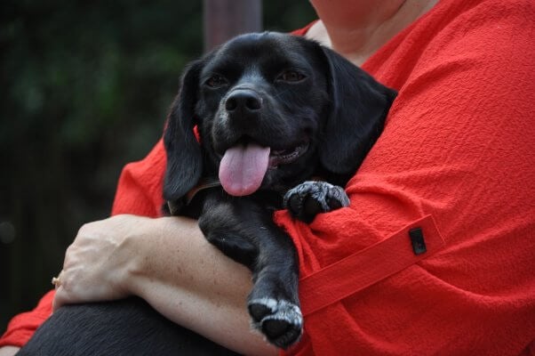 Rescued dog Buster being held by his new guardian Doris