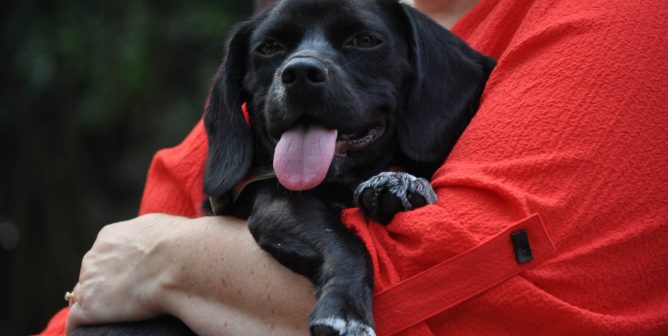 Rescued dog Buster being held by his new guardian Doris