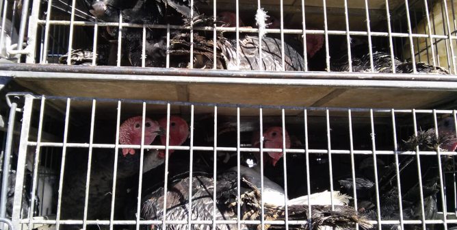 turkeys crammed onto truck at Good Shepherd Poultry Ranch