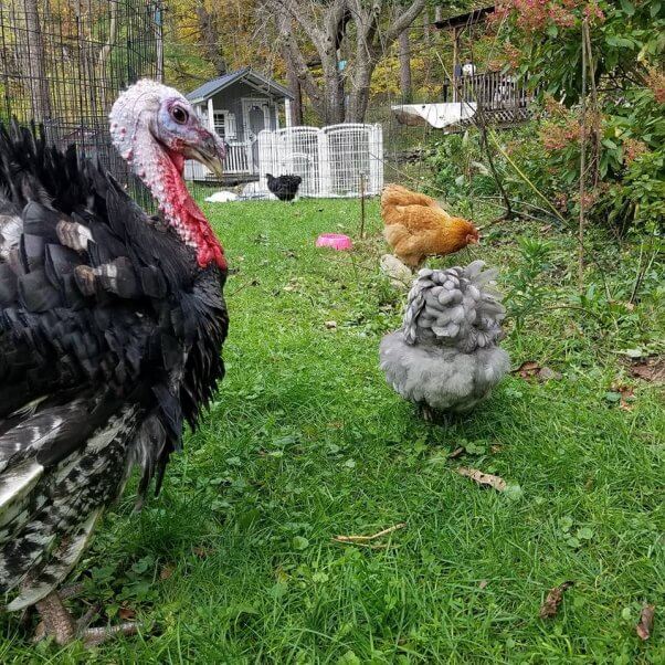 PETA Prime Meet Mayflower, the Turkey Changing Folks’ Minds About