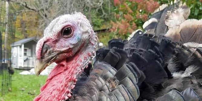 WATCH: Meet Mayflower, the Turkey Changing Folks’ Minds About Thanksgiving