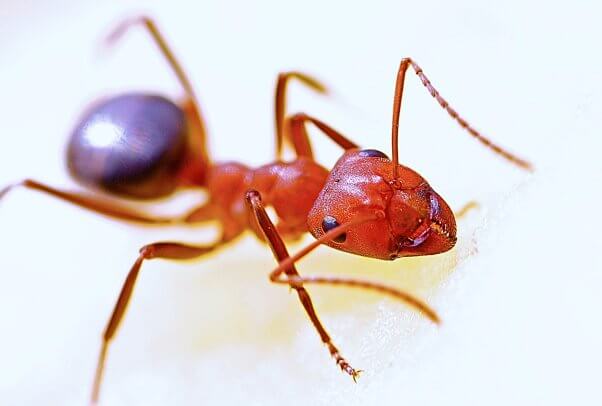 Close-up picture of red ant