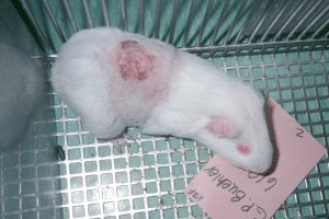 white guinea pig with a large laceration on their back