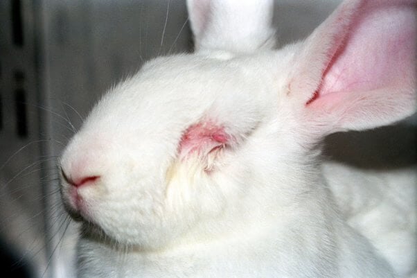 EU animal testing ban peta open letter