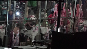 Breaking: Cows Bludgeoned With Sledgehammers for Meat and Leather