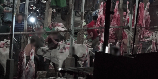 cow about to be hit on head