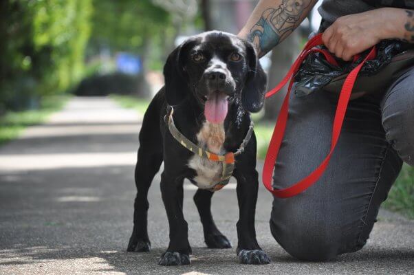 Buster, a cocker spaniel mix, on a leash