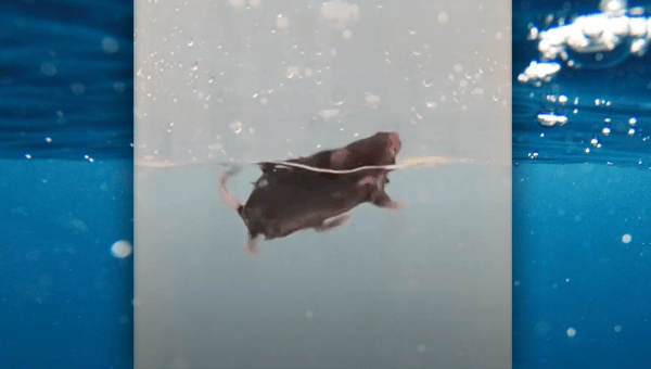 A mouse swimming in a beaker during the forced swim test, with an image of the ocean placed in the background