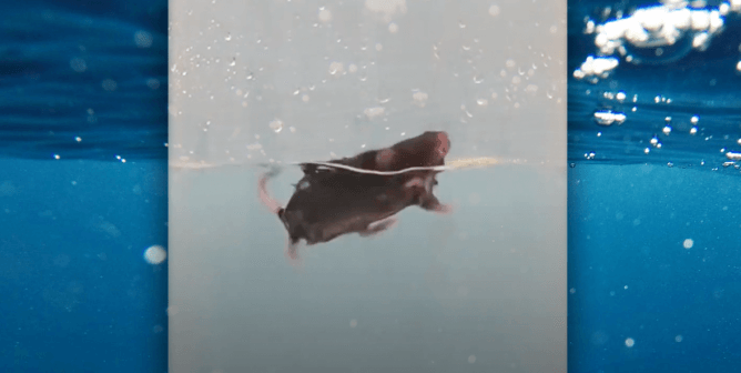 A mouse swimming in a beaker during the forced swim test, with an image of the ocean placed in the background
